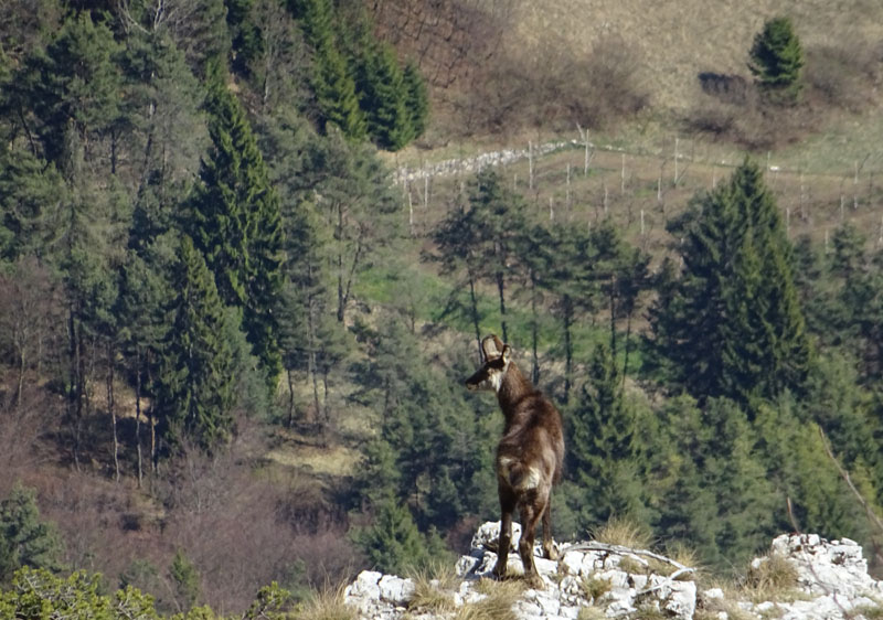 Rupicapra rupicapra.....dal Trentino Alto Adige